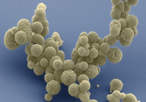 JCVI SynBio microbes 