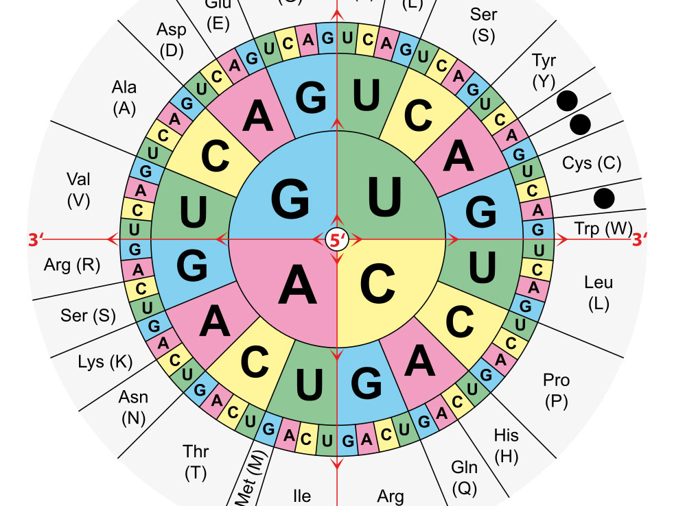 What Is The Amino Acid Sequence For Aug