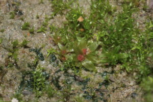 the moss Physcomitrella patens