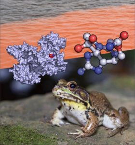 atomic structures of saxiphilin and saxitoxin, a red tide algal bloom, and an American bullfrog (R. catesbeiana)