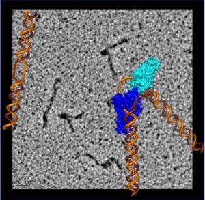 Discontinuous DNA strand bent by a bound XPG catalytic core overlaid on an electron micrograph of full-length XPG protein bound to a central bubble of discontinuous DNA. (Credit: Jack Griffith/UNC Chapel Hill and Susan Tsutakawa/Berkeley Lab)