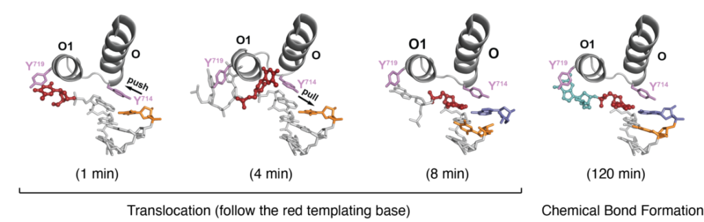 In order to capture the distinct structural changes, the authors artificially slowed down the reaction, which would normally occur within milliseconds. The polymerase uses a push-pull process to allow the new genetic letter (highlighted in blue) to be installed onto the end of the primer strand while concurrently moving to the next position.