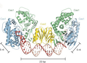 The overall architecture of Cas1–Cas2 bound to protospacer DNA