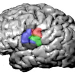 Researchers in Berkeley Lab's Biological Systems and Engineering Division are using a deep learning library to analyze recordings of the human brain during speech production