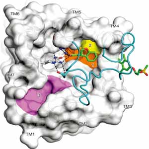 Human receptor protein GPR40