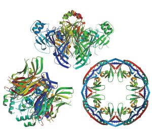 The VP40 structure of the Ebola virus