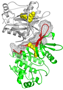 The protein TYK2
