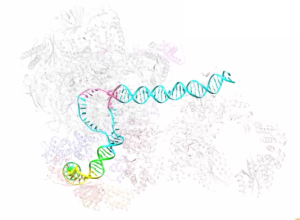 DNA transcription video shot