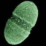 A microbiome