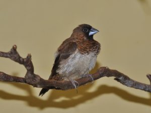 A Bengalese finch