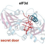 The protein eIF3d