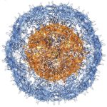 Nano Letters-virus-like particle (VLP) image
