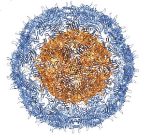 Nano Letters-virus-like particle (VLP) image