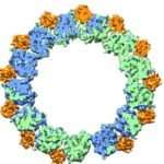 High-resolution cryoEM image of a microtubule, a hollow cylinder with walls made up of a mix of tubulin proteins