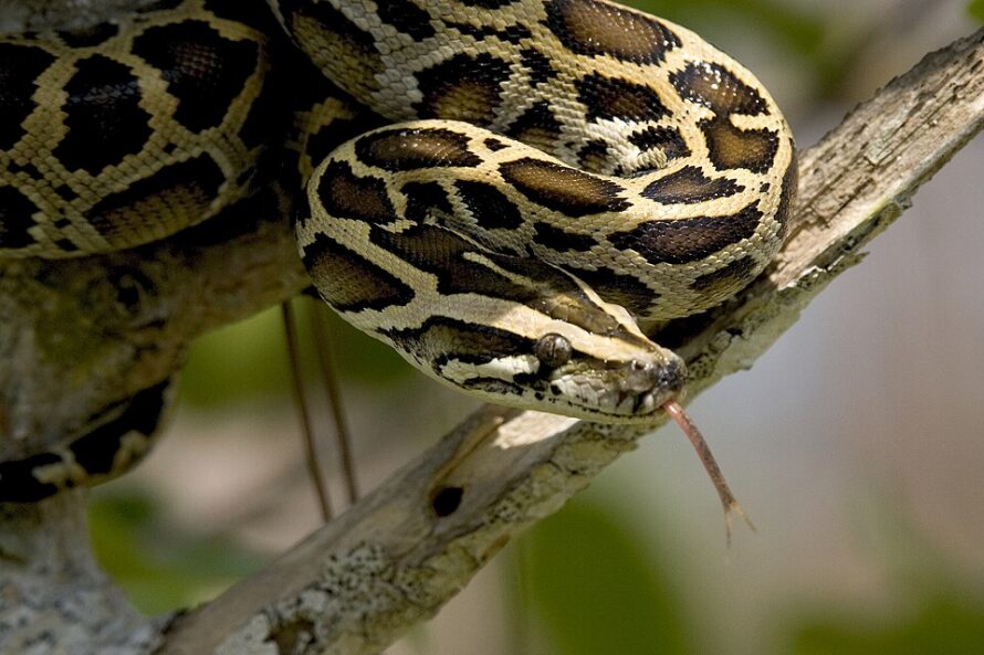 A coiled Burmese python in a tree.