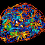 This computer rendering shows the skeletonized structure of heterochromatin
