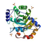 Three-fold symmetric, self-assembling protein homotrimer