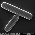 diatom_fragilariopsis_cylindrus_sem_2-400x363