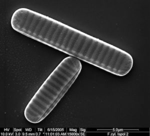 diatom_fragilariopsis_cylindrus_sem_2-400x363