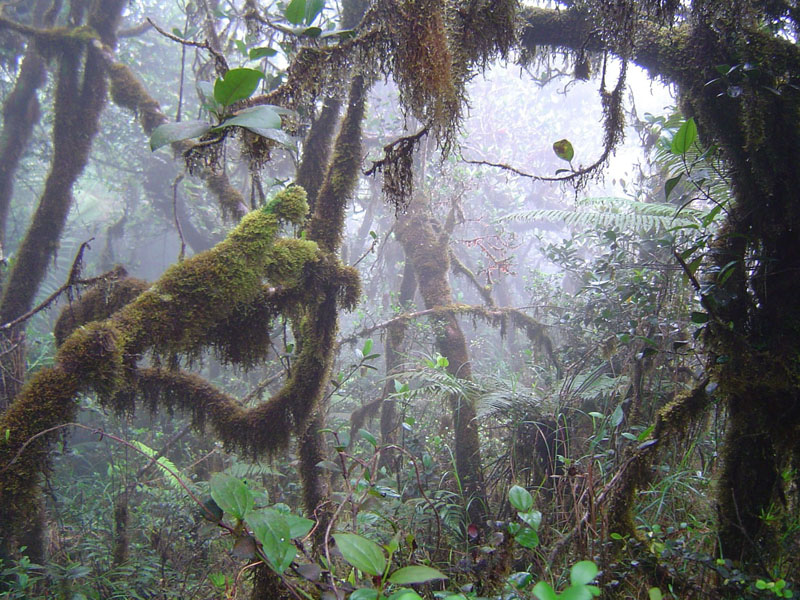 jbei-rainforest