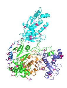 The structure of the Zika virus protein NS5