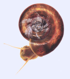 A freshwater snail (B. glabrata)