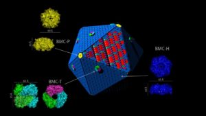 Different types of proteins fit together like legos to build the carboxysome shell structure