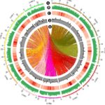 Genome-wide distribution of fast-neutron-induced mutations in the Kitaake rice mutant population