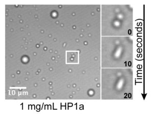Purified heterochromatin protein 1a forming liquid droplets in an aqueous solution