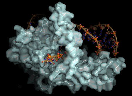 FEN1, an enzyme involved in DNA replication and repair
