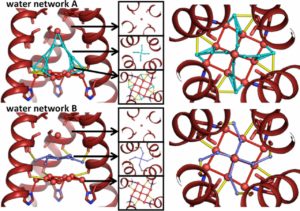 Alternate-occupancy water networks in the low-pH room temperature XFEL structure