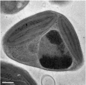 Transmission electron microscopy image of <em>O. tauri</em> strain RCC4221