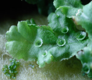 A Marchantia polymorpha thallus in the vegetative form