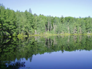 Trout Bog Lake, a small acidic bog in Wisconsin