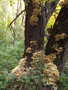 Clusters of fruiting bodies emerge on and around trees in Armillaria-infected areas in the fall