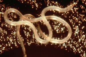 Parasitic worms