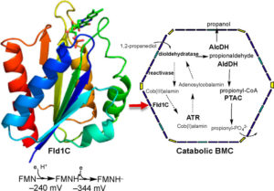 X-ray structure of a BMC-associated flavoprotein, Fld1C