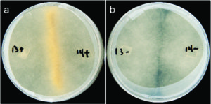 Sexual reproduction in Rhizopus microspores: (a) Successful mating between fungi harboring bacteria; (b) Lack of sex between mates cured of endobacteria. (Images by Stephen Mondo)