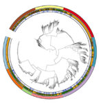Phylogenetic tree of over 3,800 high quality and non-redundant bacterial genomes. (Asaf Levy)