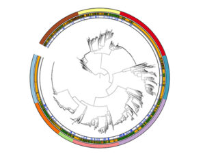 Phylogenetic tree of over 3,800 high quality and non-redundant bacterial genomes. (Asaf Levy)