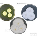 Colonies of Aspergillus (clockwise from top left): A. campestris; A. ochraceoroseus; and, A.steynii. These 3 species were among those whose genomes were sequenced in the study. (Kirstine Ellen Lyhne, DTU)