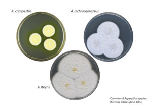 Colonies of Aspergillus (clockwise from top left): A. campestris; A. ochraceoroseus; and, A.steynii. These 3 species were among those whose genomes were sequenced in the study. (Kirstine Ellen Lyhne, DTU)