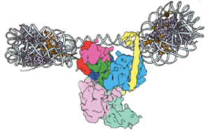 PRC2-dinucleosome montage