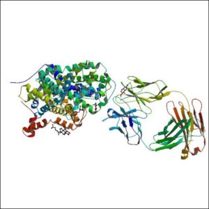 Image: X-ray structure of the S439T human serotonin transporter complexed with paroxetine at the central site