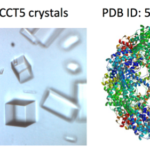 Crystals obtained using the Berkeley Screen conditions and the resulting protein structure