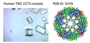 Crystals obtained using the Berkeley Screen conditions and the resulting protein structure