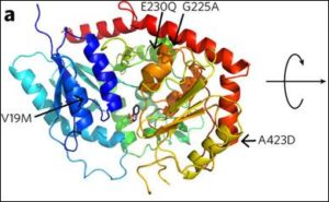 The crystal structure of an enzyme from P. tinctorium with bound indoxyl sulfate