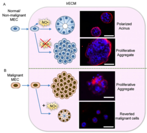 NO* production by mammary epithelial cells (MECs) in the presence of laminin-rich extracellular matric (lrECM) is critical for formation of polarized cell cluster, or acinar, structure.