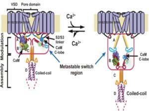 The Kv7 family of voltage-gated potassium channels