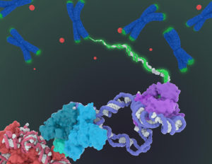 Artist's conception of human telomerase enzyme repairing chromosome ends